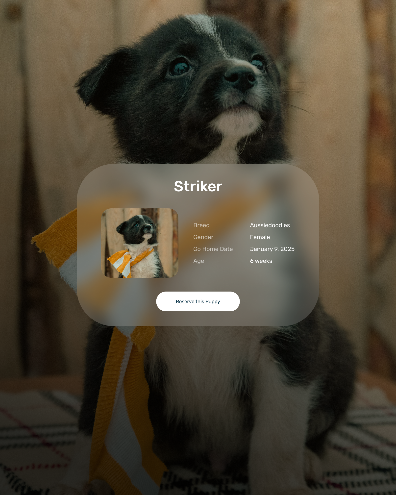 HonestPet - Image 4
